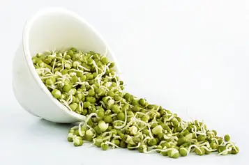 mung-beans_looking for distributors